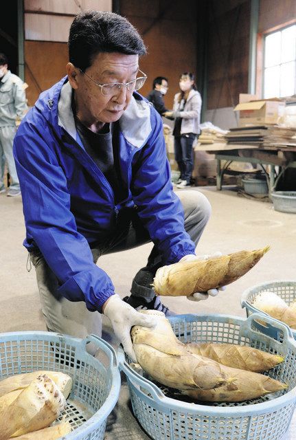 特産タケノコ 今年は甘みよし 小松・東山地区で初出荷：北陸中日新聞Web