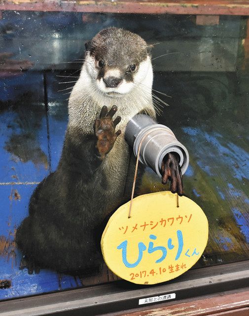 カワウソの日 今年は映像で 伊勢シーパラダイスが特設サイト 中日新聞web