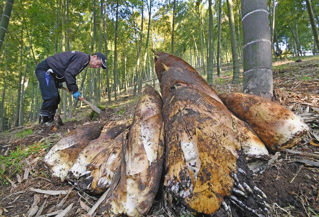 タケノコ出荷が本格化 越前町宮崎地区：中日新聞Web
