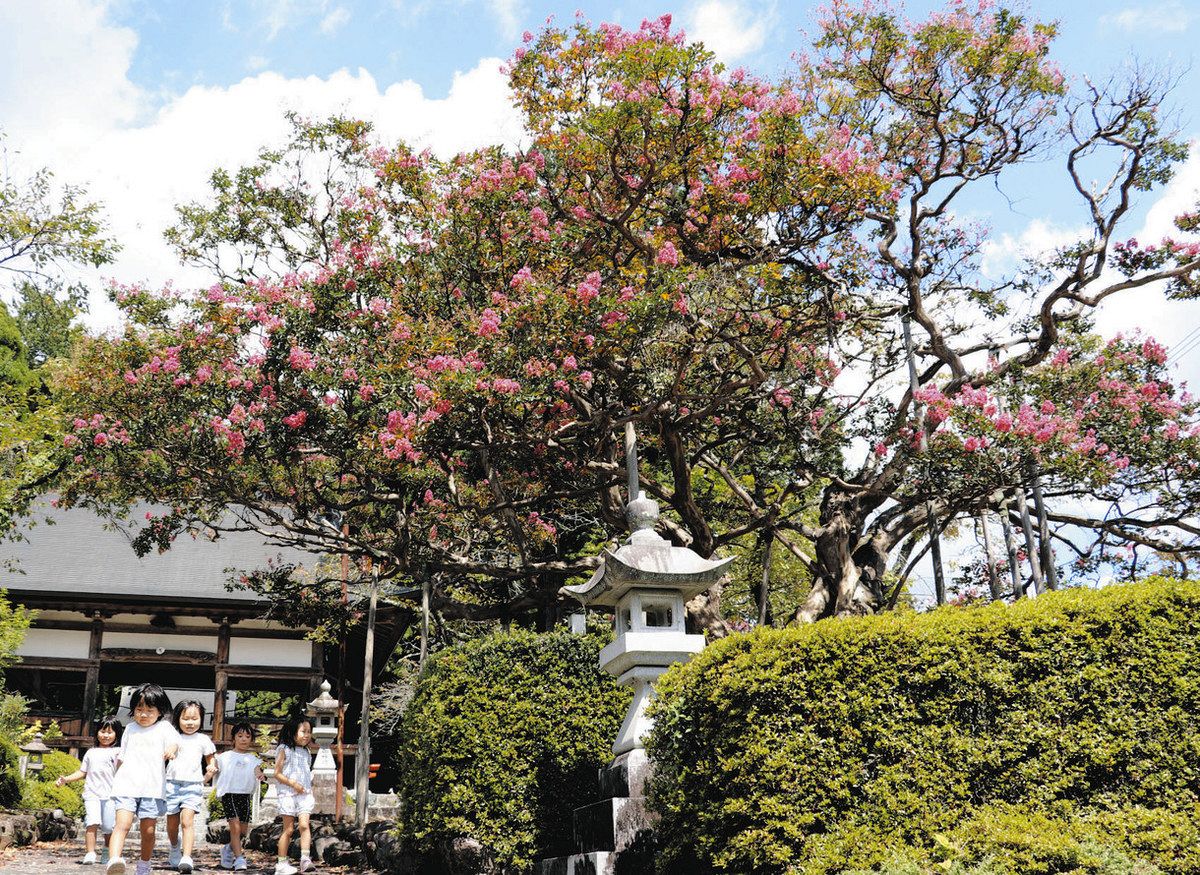ピンクの百日紅が見頃に 下呂・乗政八幡神社：中日新聞Web