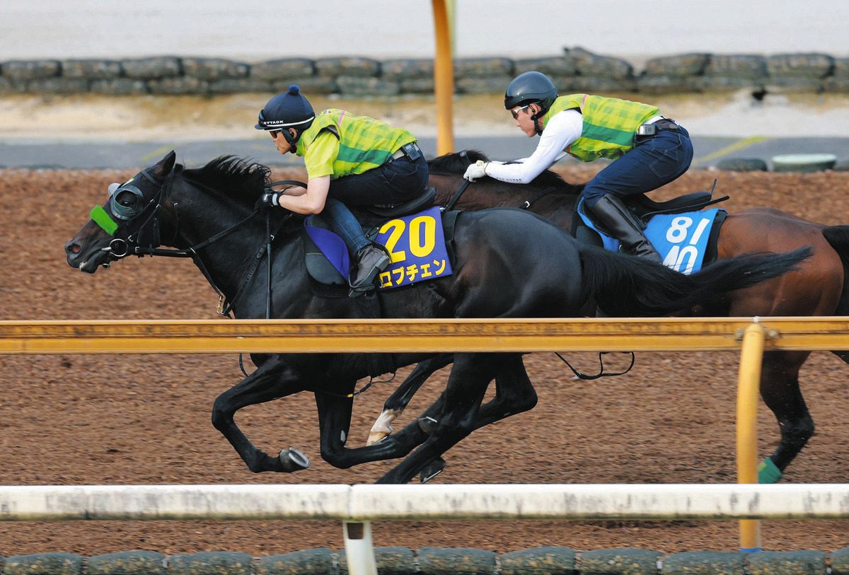 ダービー追い切り】皐月賞馬ロブチェンは併せ馬の予定も5馬身差をあっ