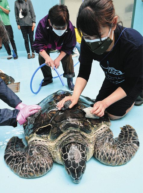 ウミガメの甲羅ピカピカに、プールも大掃除 大型連休を前に紀宝の道の