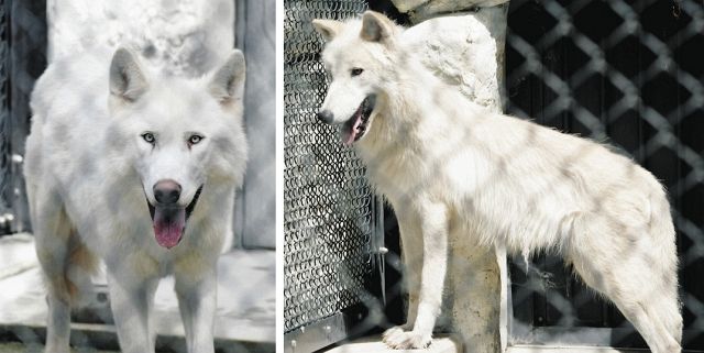 シンリンオオカミのリンとティムが仲間入り カナダから東山動植物園へ 中日新聞web