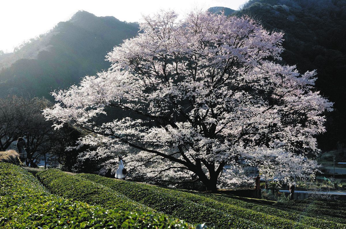 竹原の薄墨桜、力強く美しく 津・美杉で見ごろ：中日新聞Web