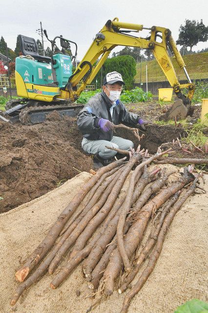 先人から引き継ぐ 新田ごぼう 収穫 小浜の伝統野菜 中日新聞web