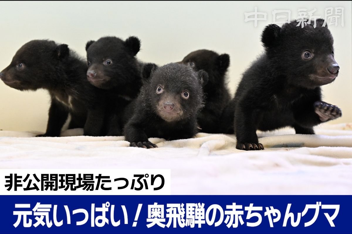 ポシェットを下げた子供なツキノワグマさん ポシェットを下げた子供なツキノワグマさん ぬいぐるみ・人形・置物