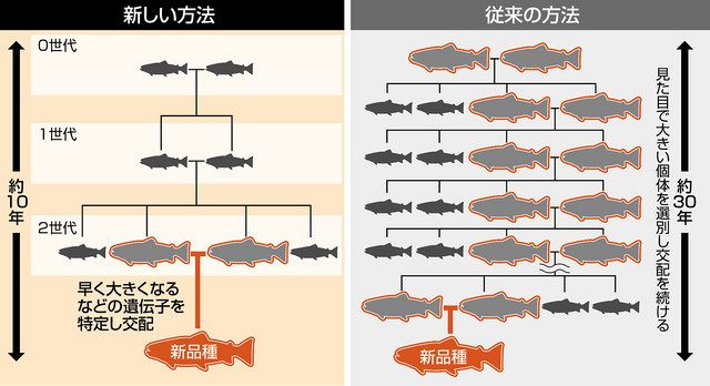 ニジマスの新品種開発期間が従来の３分の１に 富士養鱒場 中日新聞しずおかweb