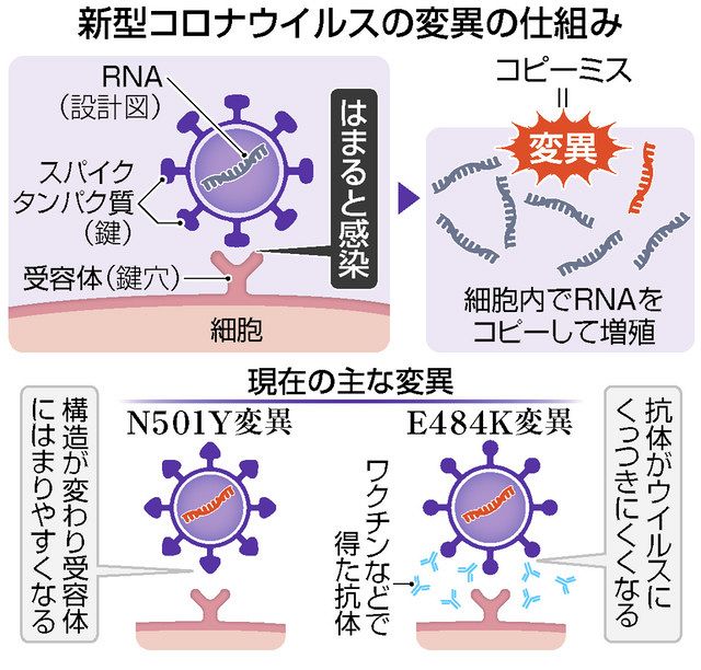 コロナ変異株、対策徹底を 感染力増し拡大懸念：中日新聞Web