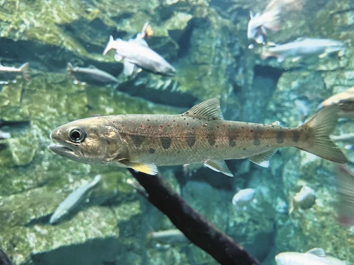 アクア・トトぎふだより＞アマゴ 生活史や模様で複数の呼び名：中日新聞Web