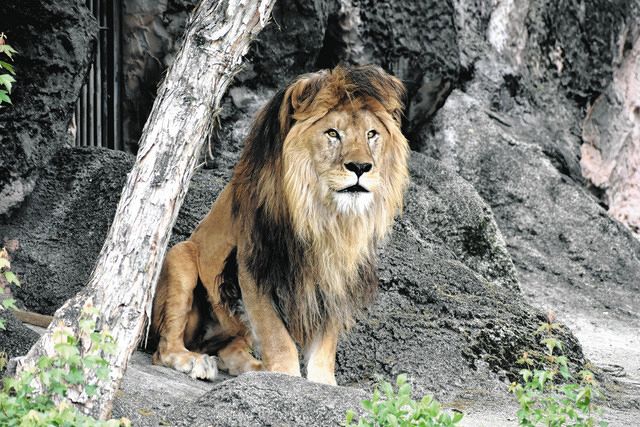 東山動植物園のライオン「ソラ」天国へ 雄11歳：中日新聞Web