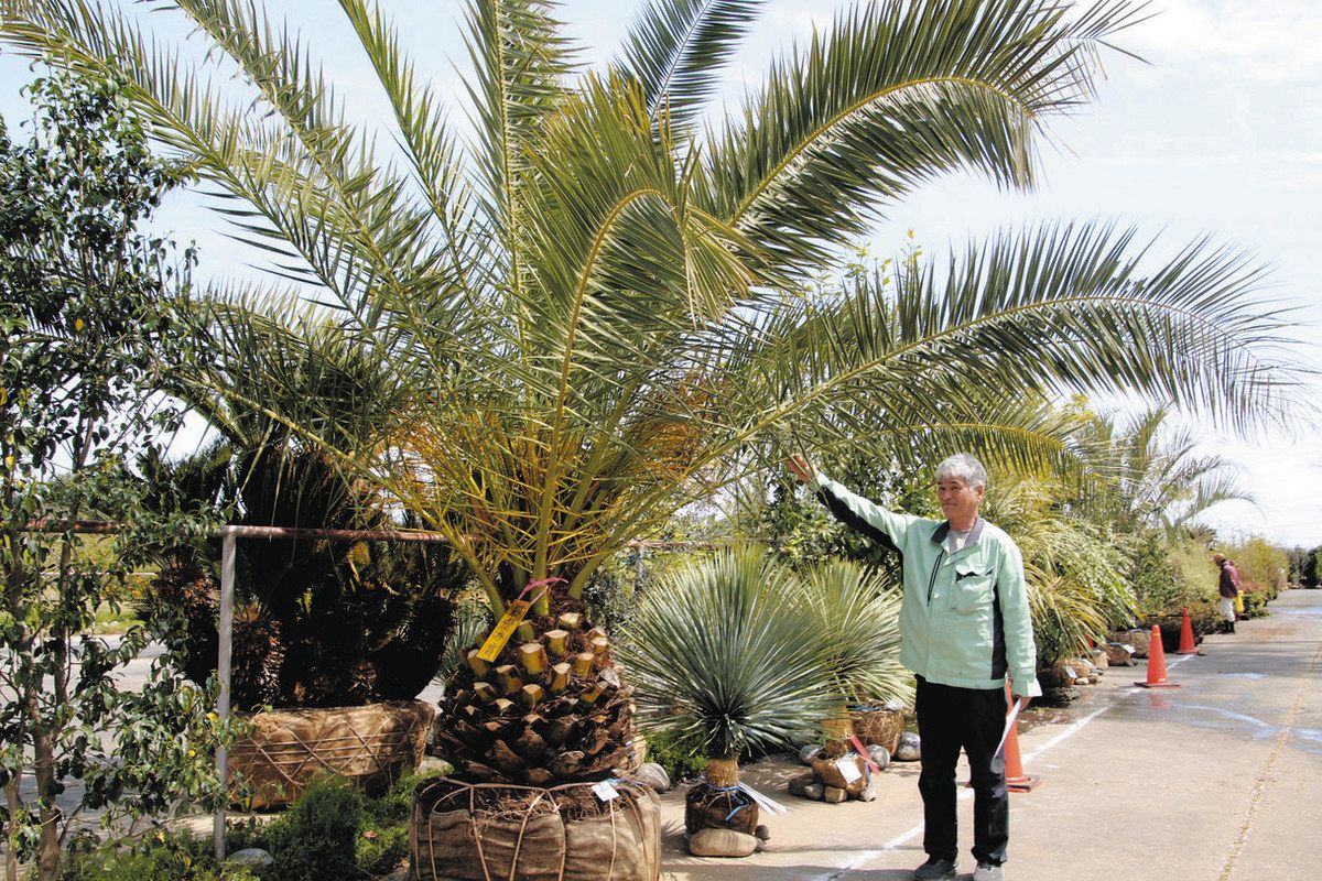 マツ、ヤシ類の姿を競う 浜松のJAとぴあで植木品評会：中日新聞しずおかWeb