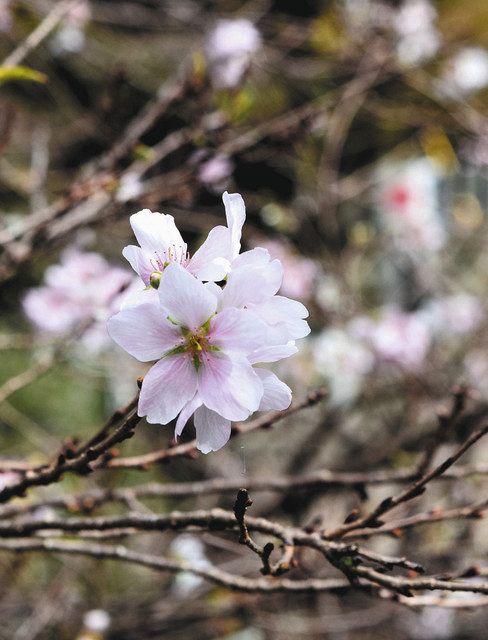 同神社に咲いていた四季桜
