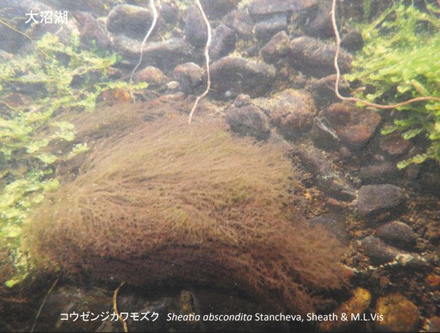 渡り鳥が胞子運ぶ コウゼンジカワモズク と命名 駒ケ根に希少種 中日新聞web