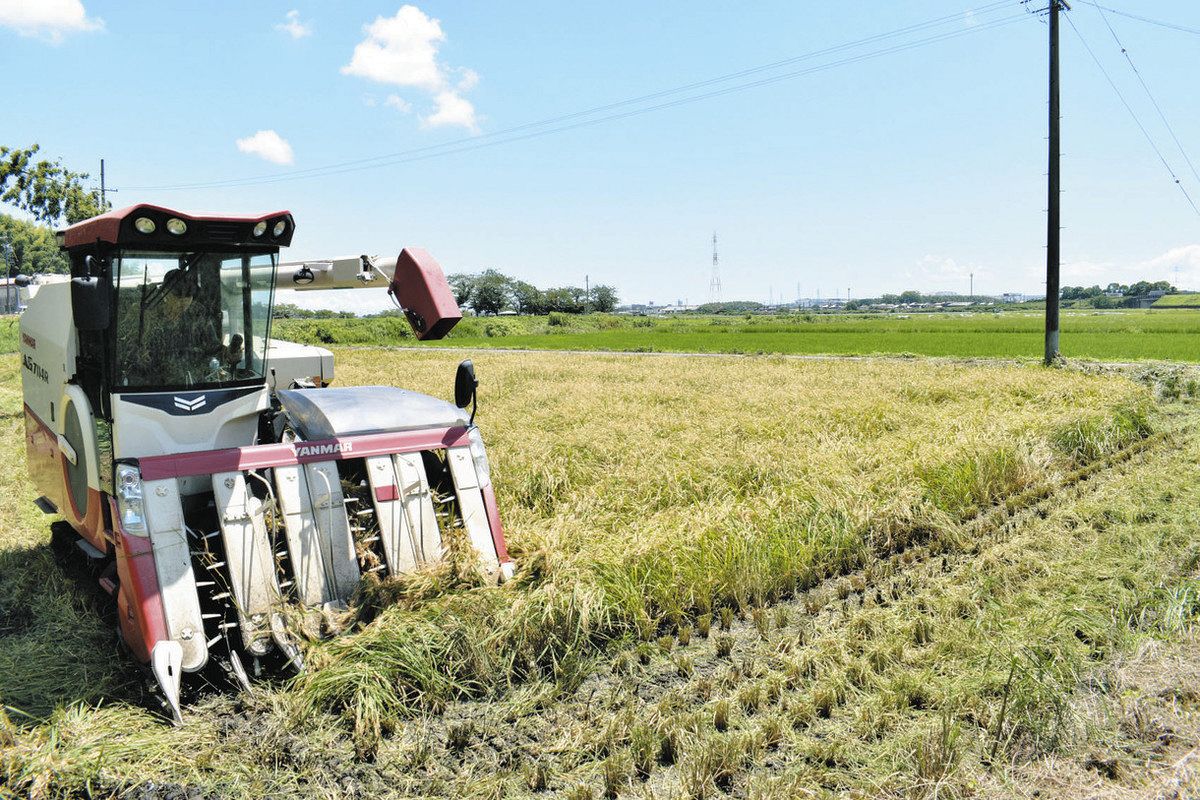 鈴鹿で早くも新米収穫 不足や高騰考慮、初の早生品種：中日新聞Web