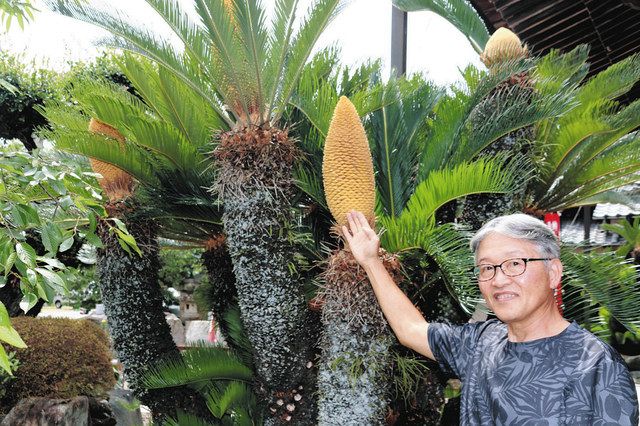 縁起良い！」ソテツの花が今年は８本 南知多・宝樹院で２年連続開花：中日新聞Web