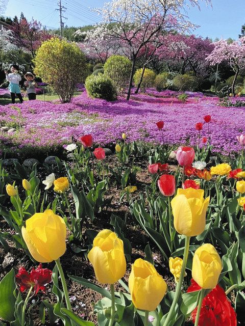 夫婦で手入れ 春の花々一面咲き乱れる 辰野 癒しの丘 中日新聞web