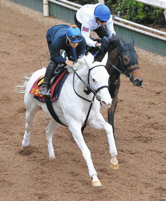 ソダシの成長に吉田隼「精神的に、落ち着きがあったり、安定したなと