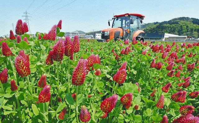 農地に愛らしい赤い花 田植え前に刈り込み 中日新聞web