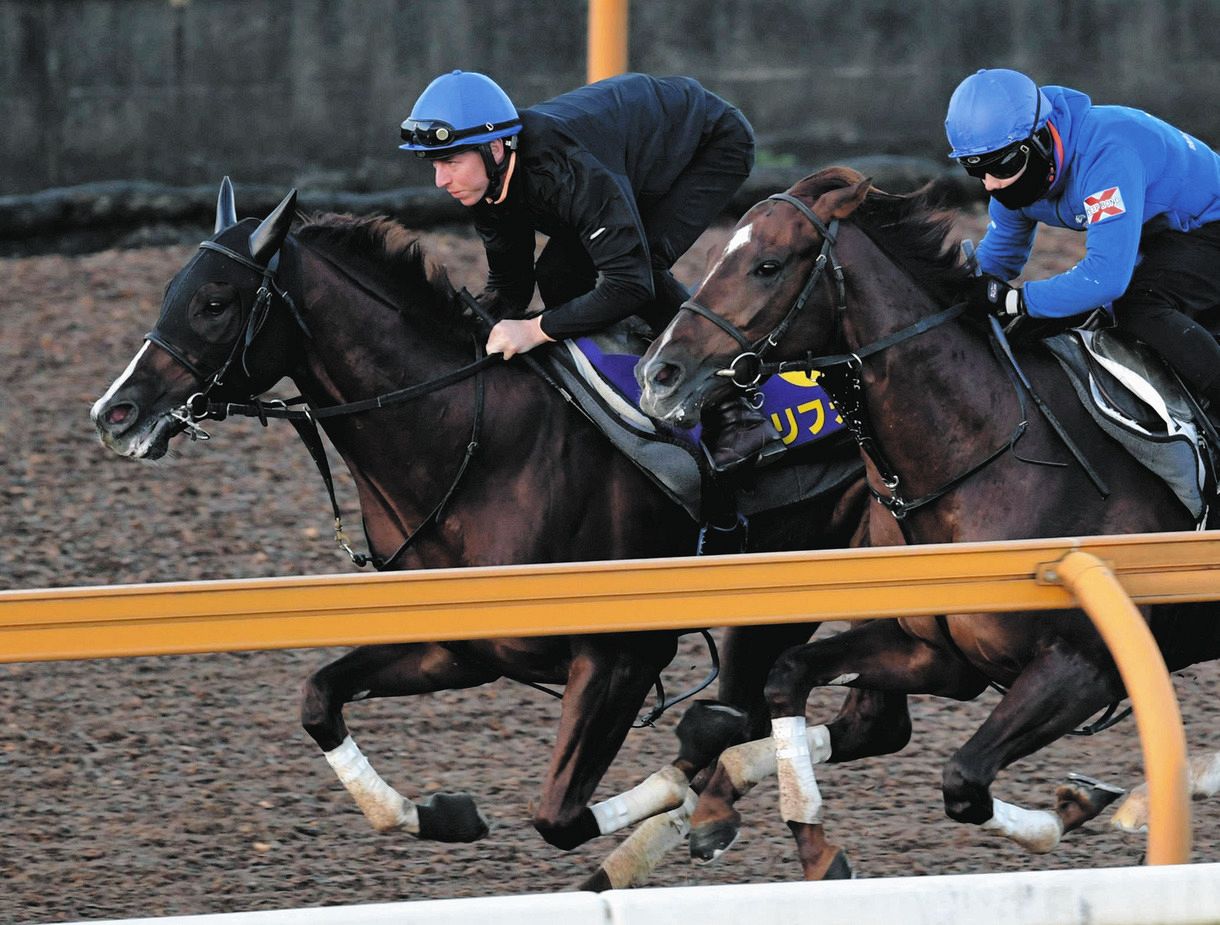 マイルcs セリフォスが好仕上がり コンビ組むレーンも好感触 ベリーハッピー 中日スポーツ 東京中日スポーツ