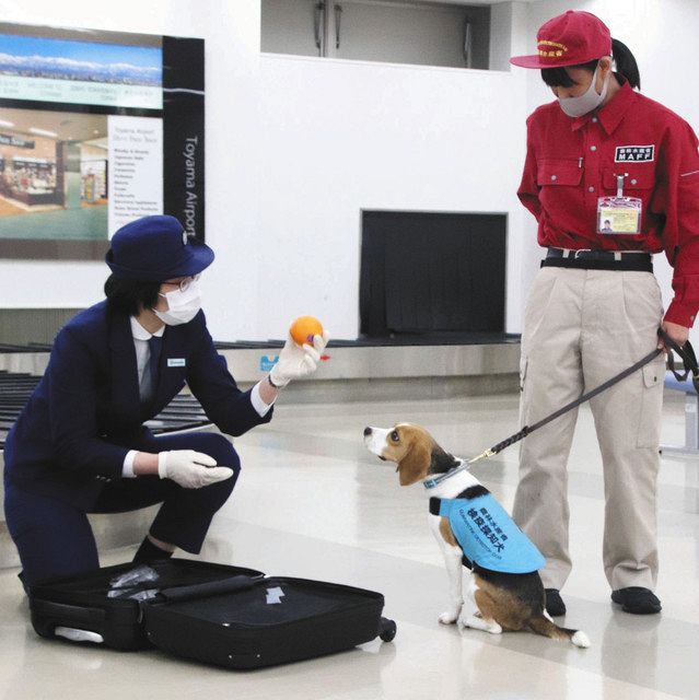 富山空港に検疫探知犬 モナ号 水際対策を強化 北陸中日新聞web