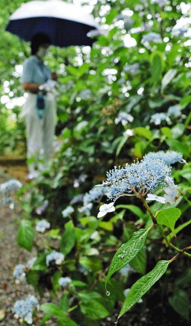 アジサイしっとり 県中央植物園見ごろ 北陸中日新聞web