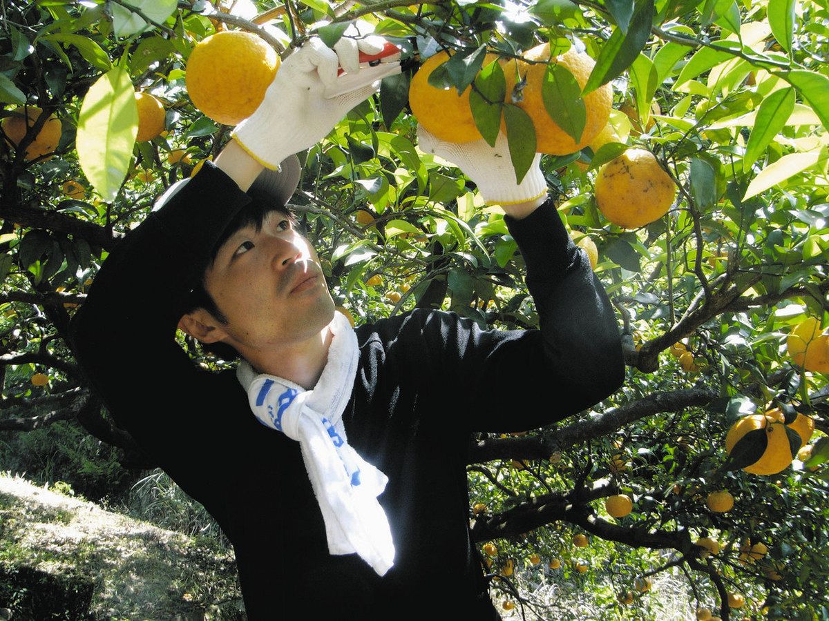 甘夏収穫で幸せになれる？ 27歳記者は三重・尾鷲市の畑へ向かった：中