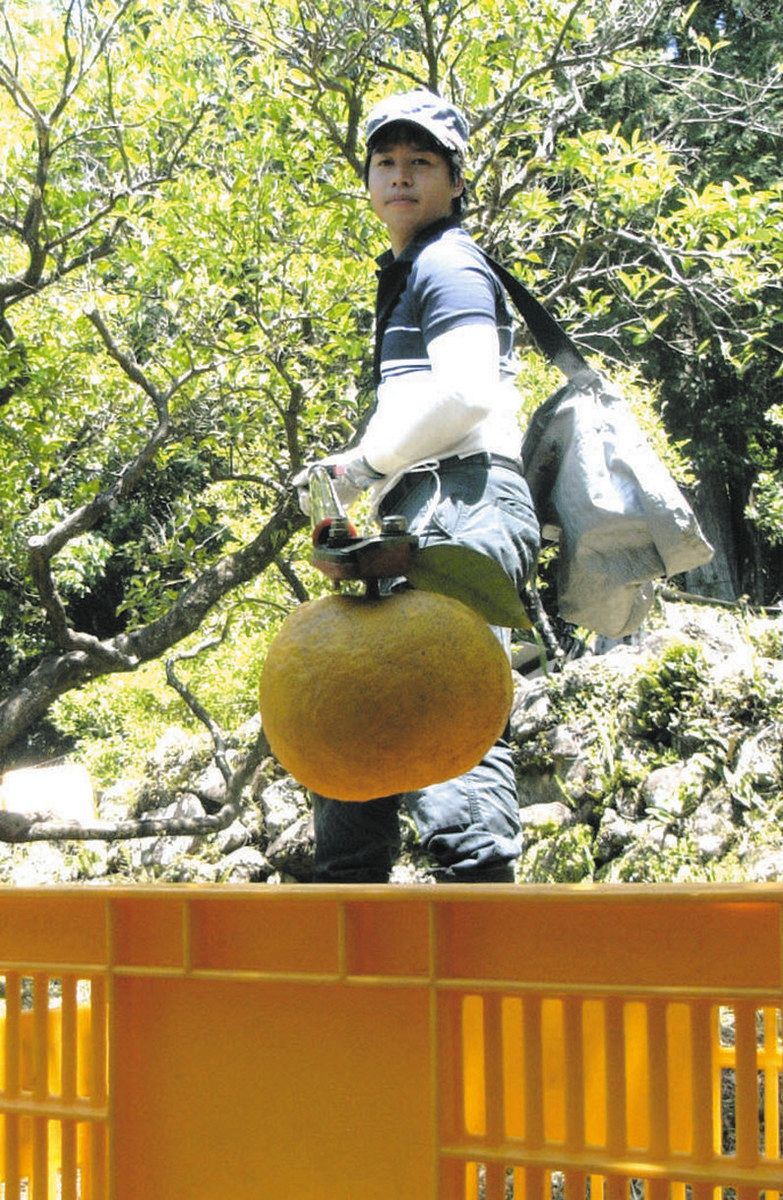 甘夏収穫で幸せになれる？ 27歳記者は三重・尾鷲市の畑へ向かった：中