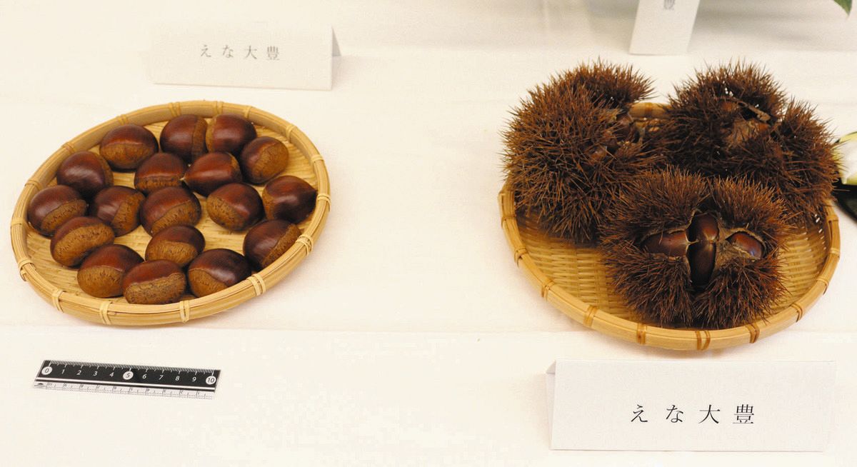 栗の新品種「えな大豊」大粒で収穫量も多く 岐阜県が開発「栗きんとん