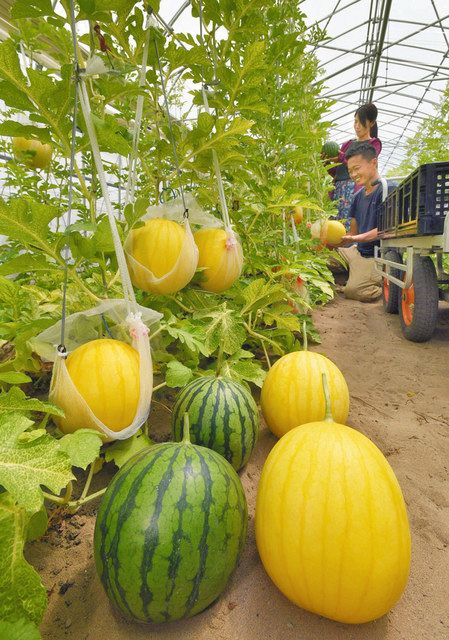 丸々と大きくなった黄色の金福すいかと銀福すいか＝福井市白方町で 