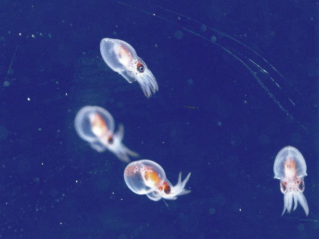 タコの赤ちゃん まめゴマ タコの赤ちゃん まめゴマ Amazon.co.jp: まめゴマ カラフルタコの