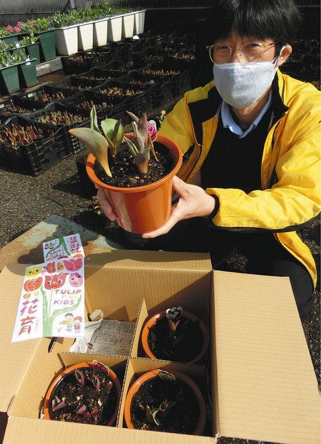 鉢植えでチューリップフェア気分 県花卉球根農協 ｃｆで販売 北陸中日新聞web