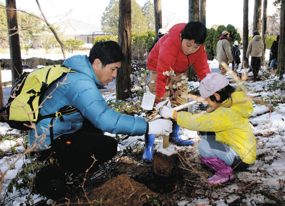 ミツマタの苗を植える親子＝菰野町千草の県民の森で
