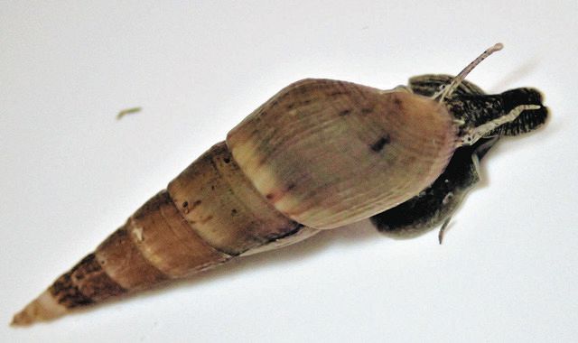 絶滅したはずが…名古屋で巻き貝発見 「これじゃない？」長男の一言