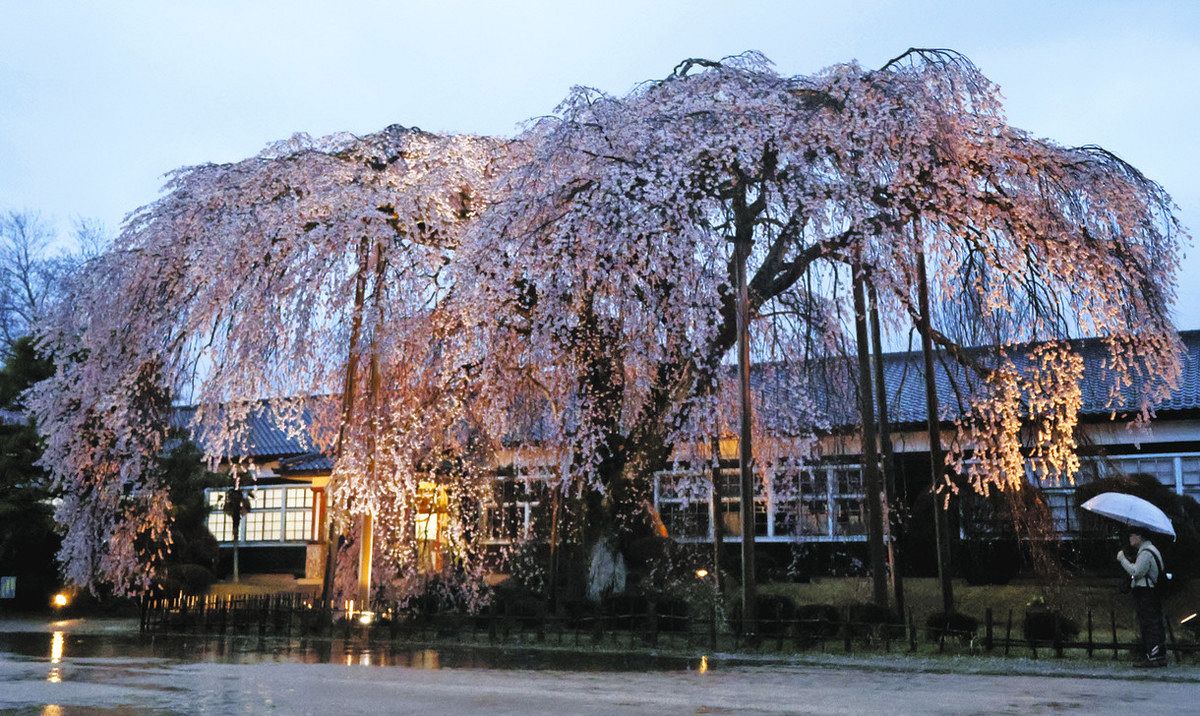 木造校舎窓から眺める夜桜、長野県飯田市の杵原学校 シダレザクラの