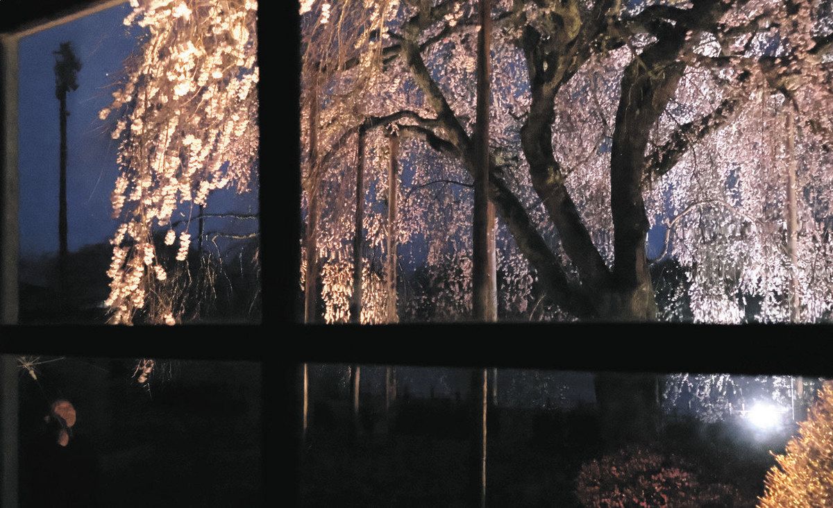 木造校舎窓から眺める夜桜、長野県飯田市の杵原学校 シダレザクラの