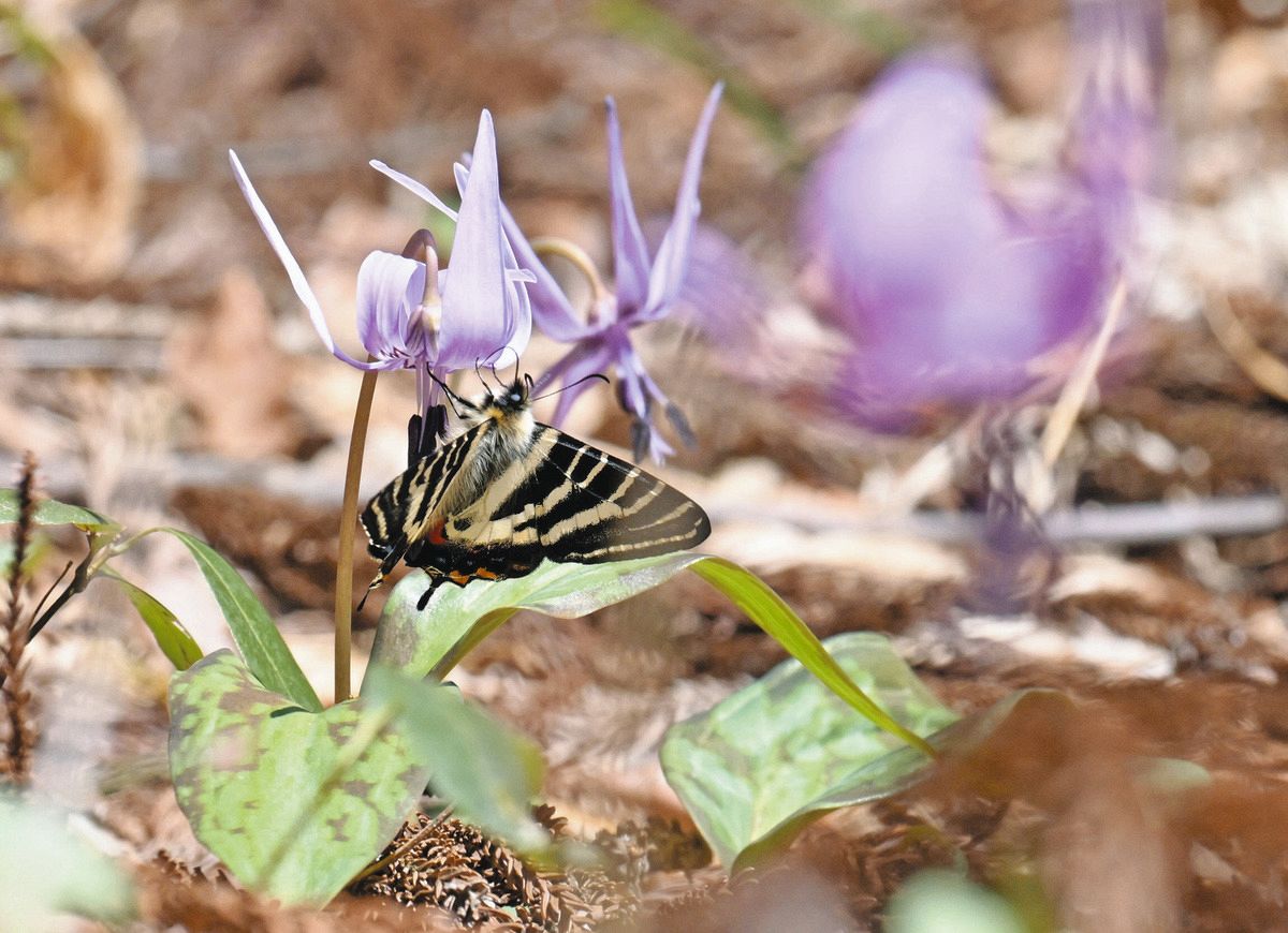かれんな花に春の女神 ギフチョウとカタクリ、福井市：中日新聞Web