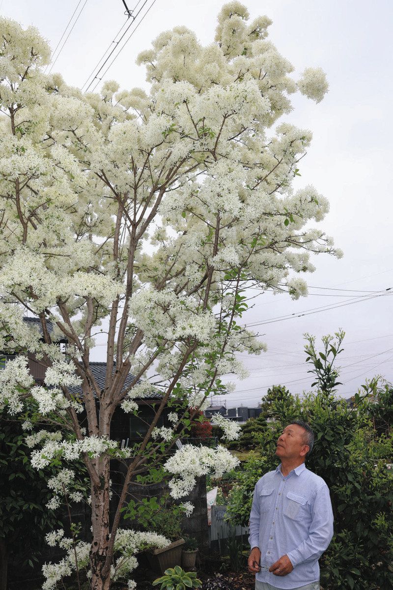 白い花 まるで積もった雪 春江の辻岡さん宅 ヒトツバタゴ満開：日刊