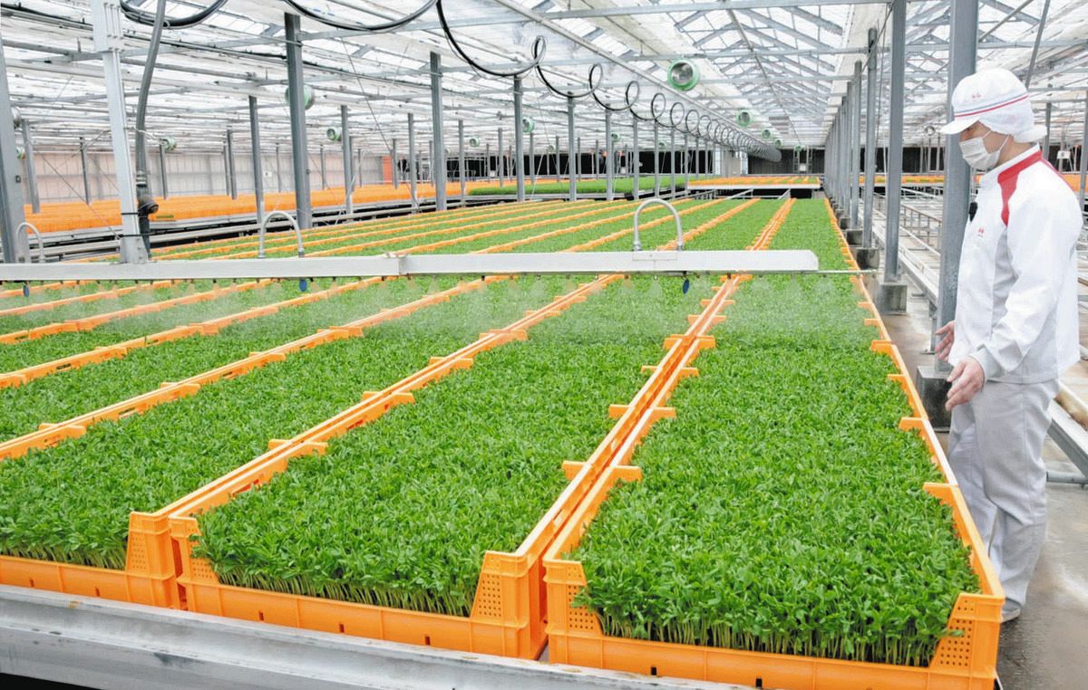 植物工場でのびのび育つ 山梨県北杜市の豆苗＜食卓ものがたり＞：中日