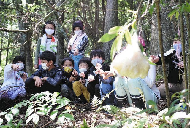 カエルの卵塊 木の枝に発見 木場小児童 裏山で観察 北陸中日新聞web