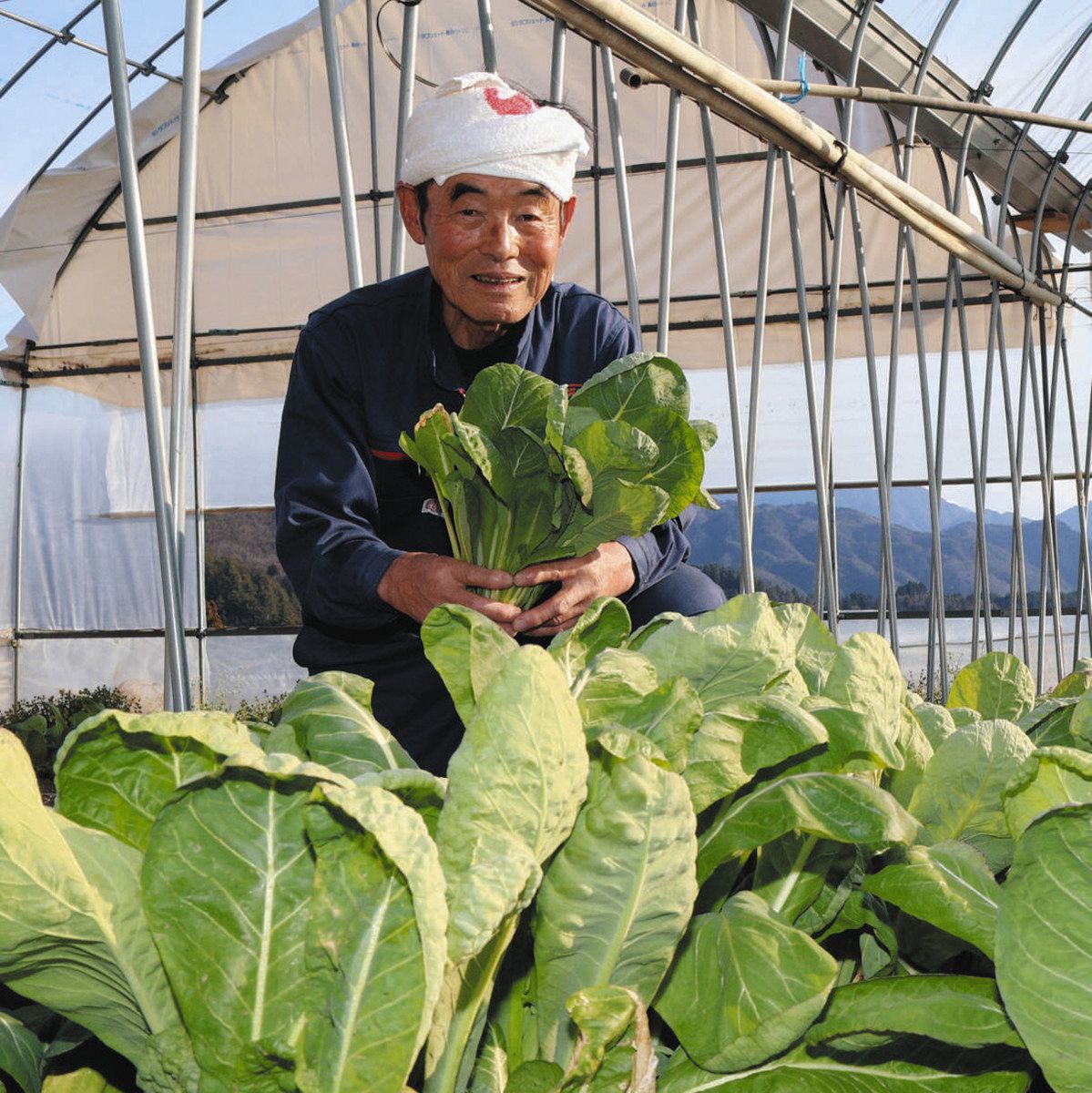 ビニールハウスで源助かぶ菜を栽培した宮下さん＝泰阜村で