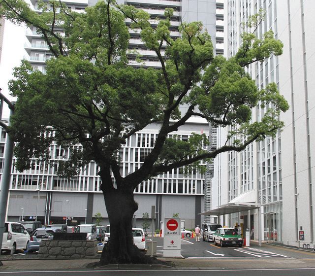 移植先募集中 静岡大空襲「奇跡のくすのき」：中日新聞しずおかWeb