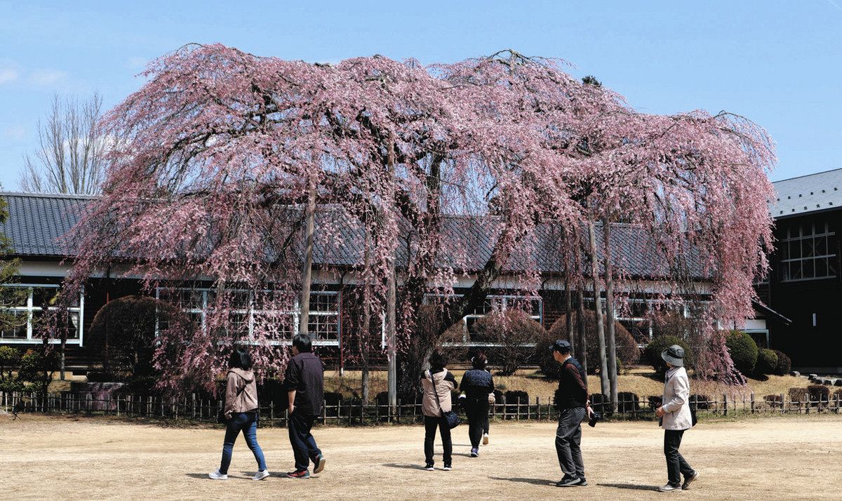 木造校舎と桜、レトロな共演 飯田・杵原学校、今年から夜間も開放：中
