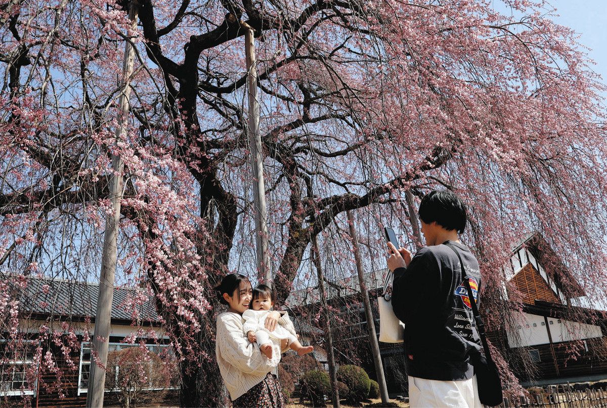 木造校舎と桜、レトロな共演 飯田・杵原学校、今年から夜間も開放：中