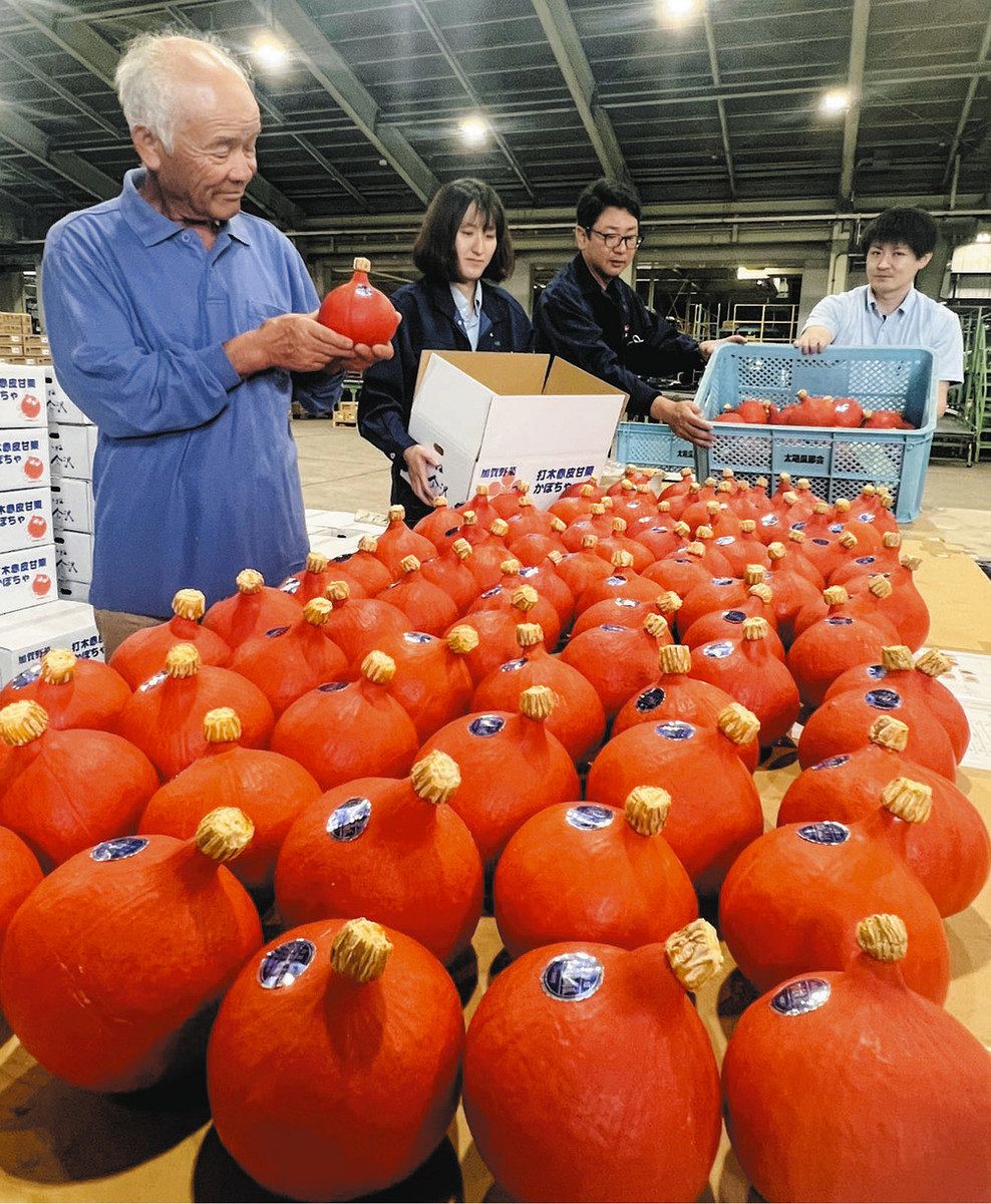 初夏のビタミンカラー 打木赤皮甘栗かぼちゃ 出荷開始：北陸中日新聞Web