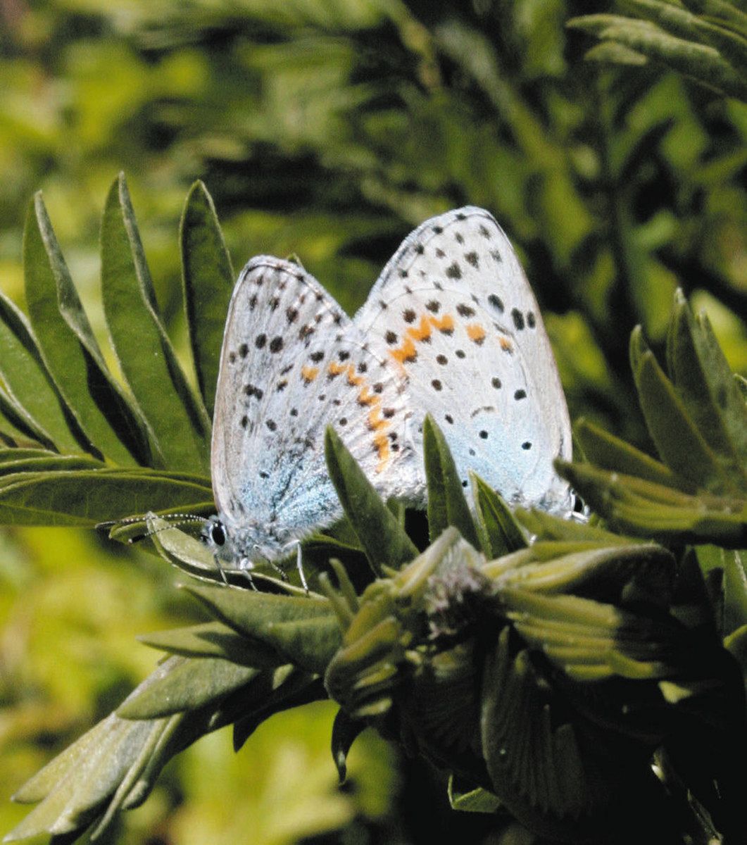 宝石のような瑠璃色の羽 安曇野でオオルリシジミ舞い始める：中日新聞Web