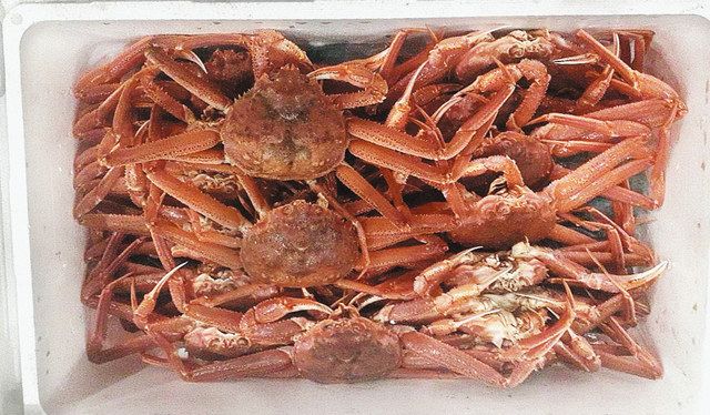 オオズワイガニ大量発生、庶民の味方か邪魔者か カレイ漁具など被害