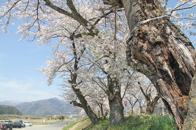 勝山弁天桜維持か再生か 植樹100年老木化進む：日刊県民福井Web