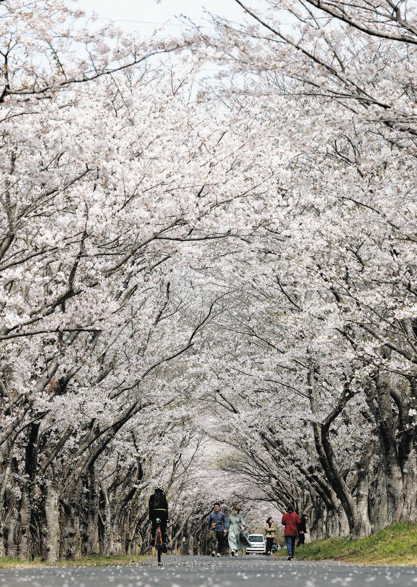濃青研 満開のトンネル、花びらも舞い 芸濃で桜が満開：中日新聞Web