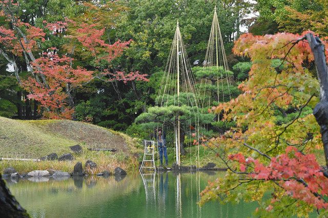 木々が色づき始めた園内で進められる松の木の雪つり作業=福井市の養浩館庭園で