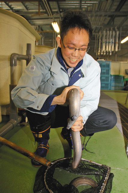 ウナギ成熟 低水温が鍵 県研究所 完全養殖の一助に 中日新聞しずおかweb